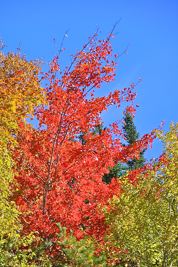 Red Tree along the Whycocomagh Road