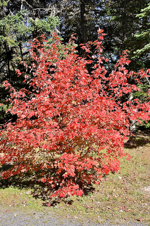 Red Tree at St Anns Picnic Park