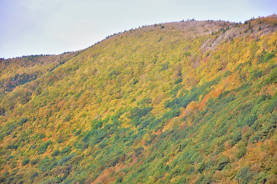 Trees on the Mountains above Meat Cove