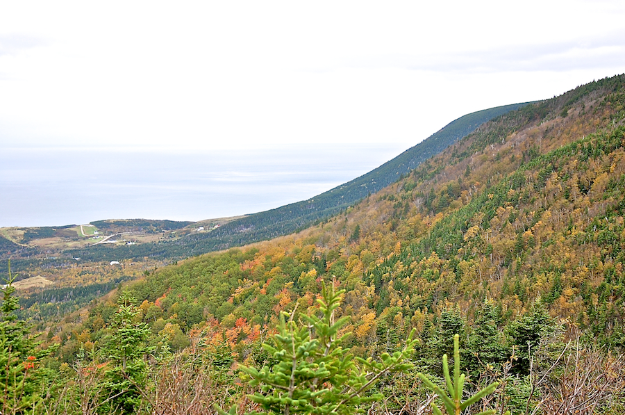 Trees on the Cape North Massif