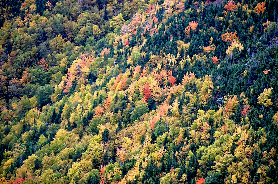 Hillside above Fishing Cove River from the Cabot Trail Look-Off