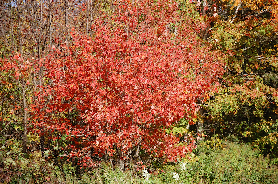 Red Tree along the Whycocomagh Road