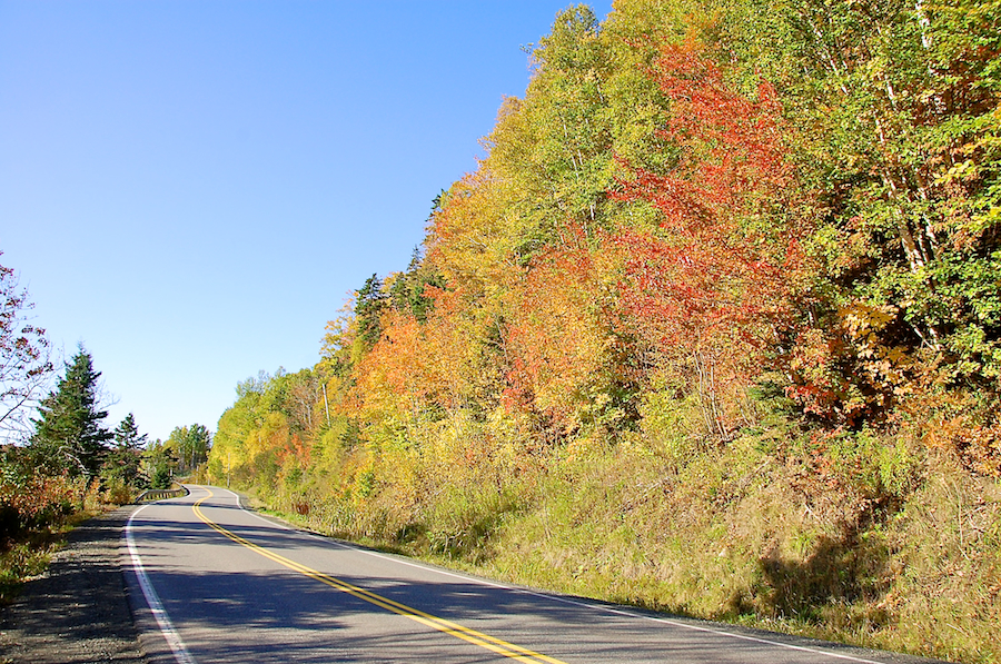 Trees along the Mabou River on Highway 252