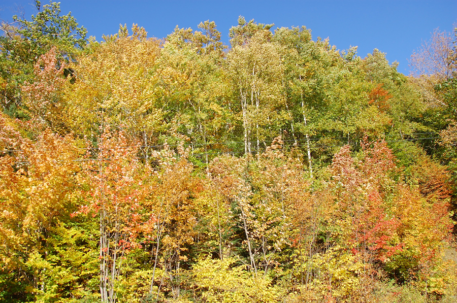 Trees along the Mabou River on Highway 252