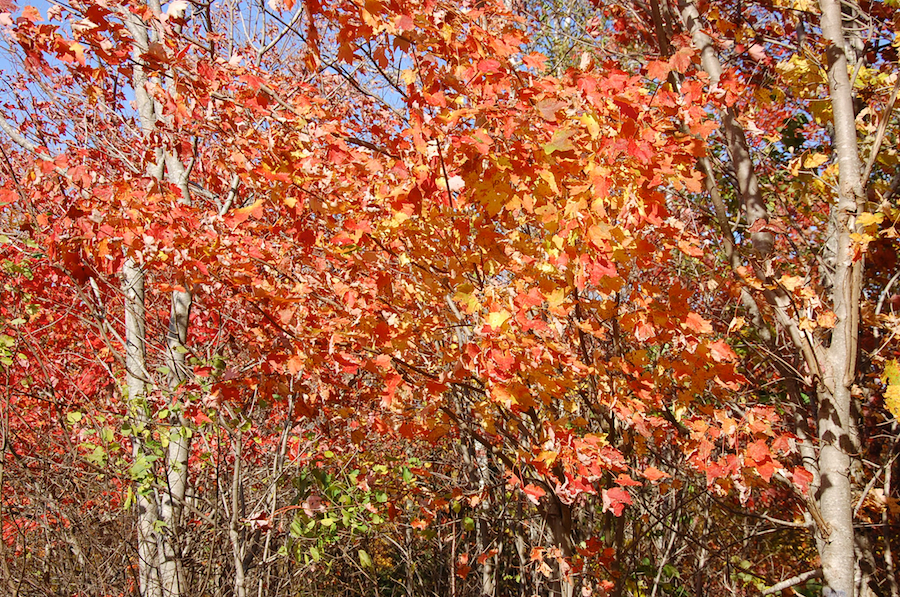 Red/Gold Tree along the Rosedale Road