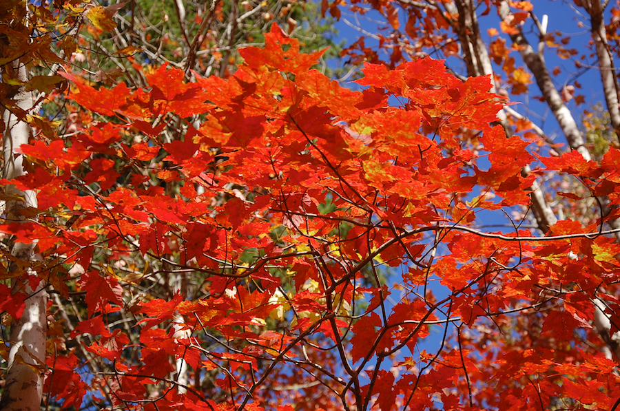 First Prize Red Tree along the Rosedale Road