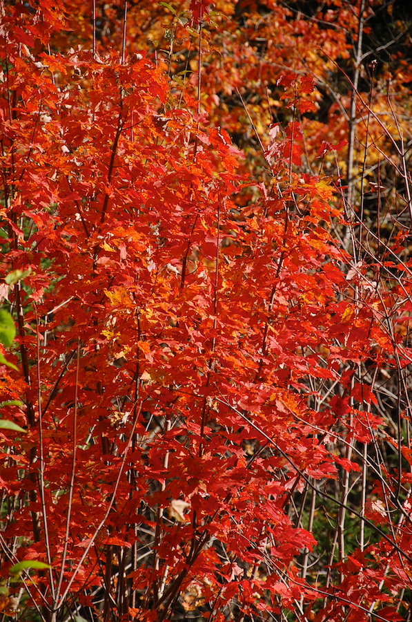 Red Tree along the Rosedale Road