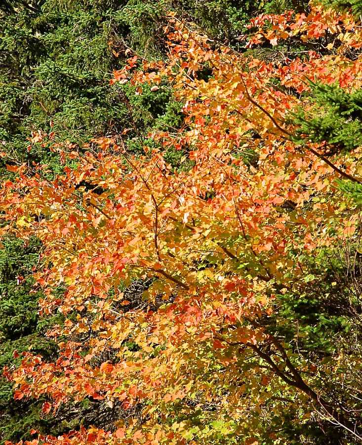 Golden-Red Tree on River Denys Mountain along the River Denys Road