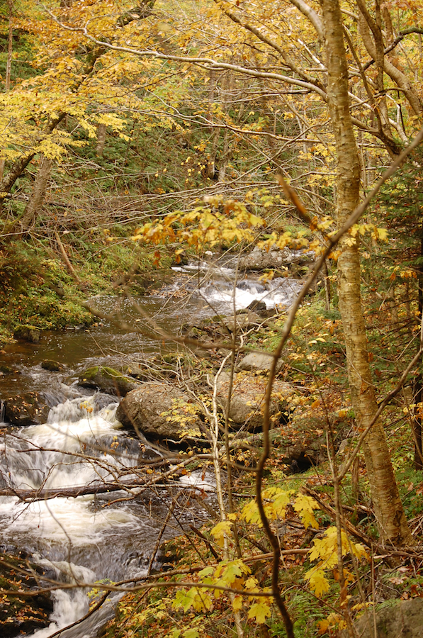 White Water in MacPhersons Brook along the Lewis Mountain Road