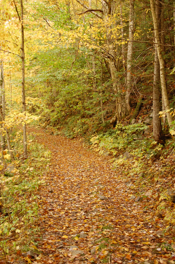 Lewis Mountain Road along MacPhersons Brook