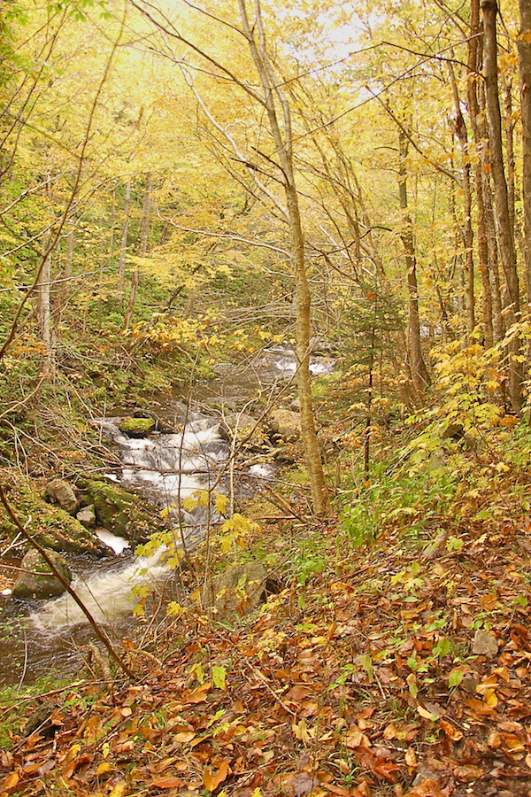 MacPhersons Brook along the Lewis Mountain Road