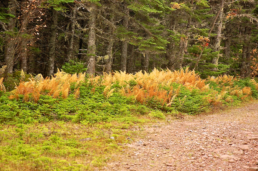 Colourful Ferns along the Lewis Mountain Road