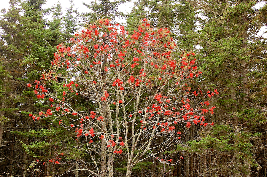 Mountain Ash Tree along the Lewis Mountain Road