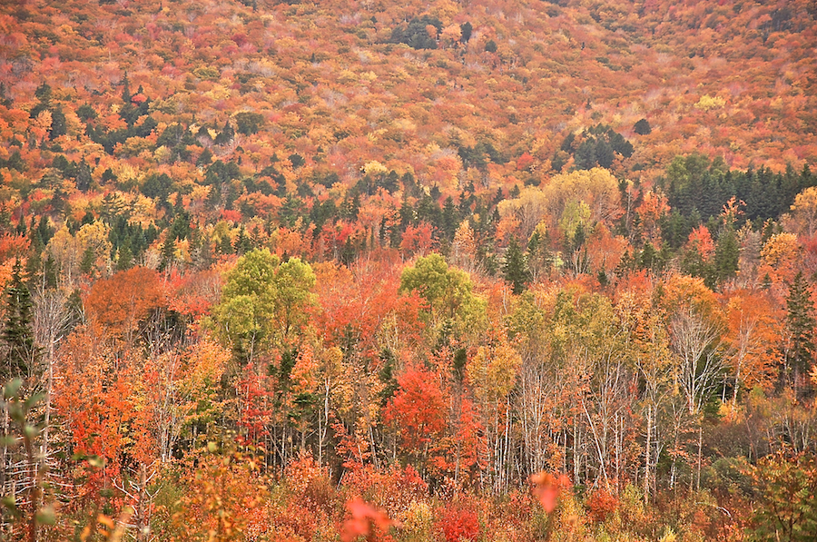 Close-up of Trees from the Northeast Mabou Road