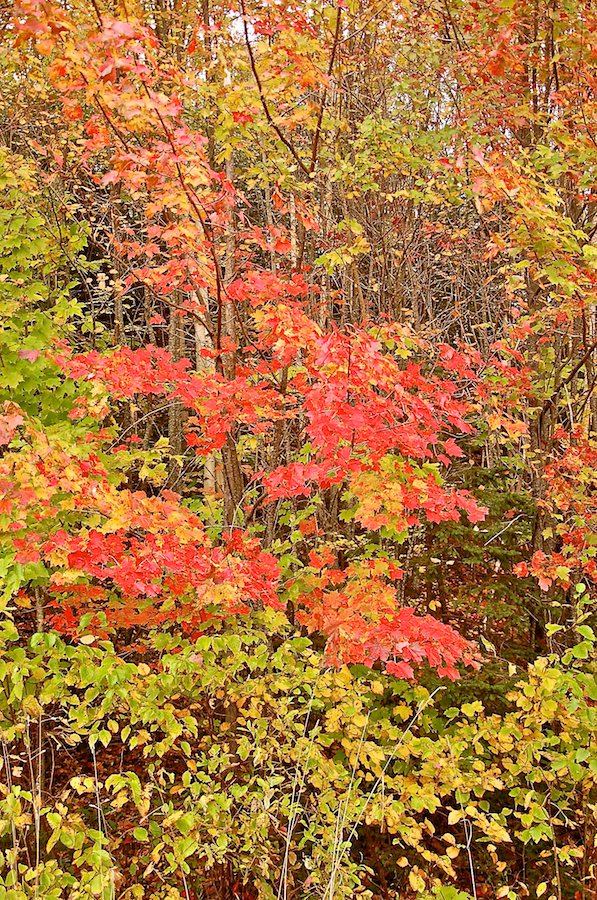 Red Tree along the Northeast Mabou Road