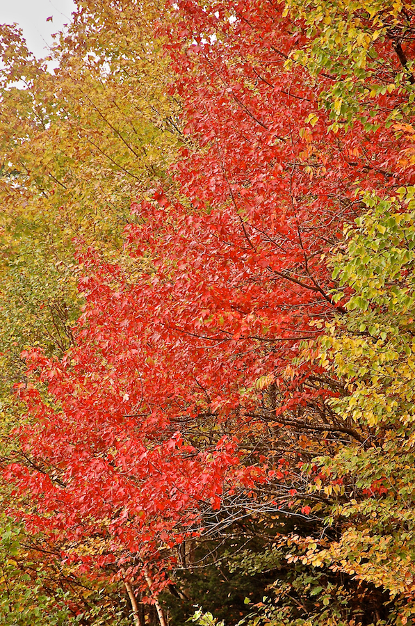 Red Tree along the Northeast Mabou Road