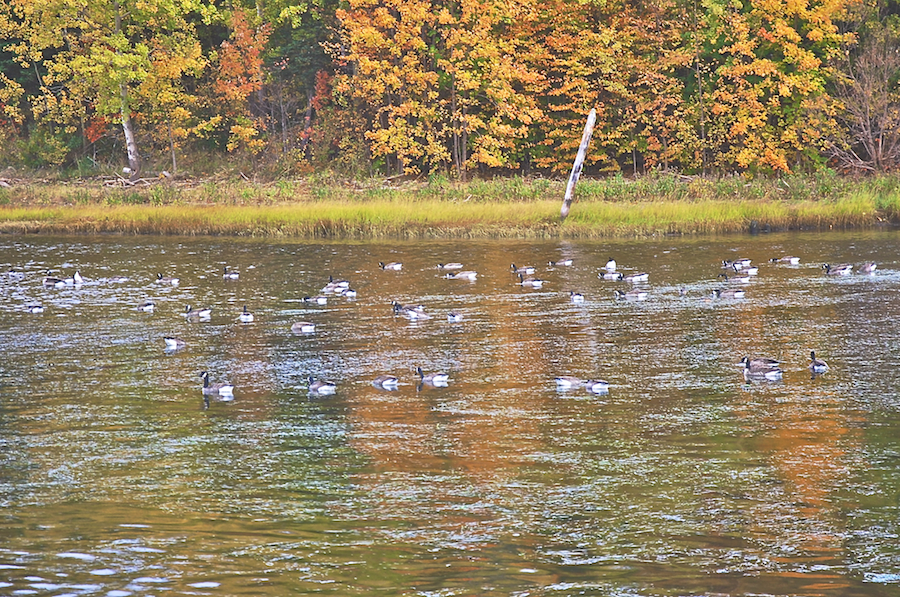 Geese Feeding off the Mabou Village Wharf