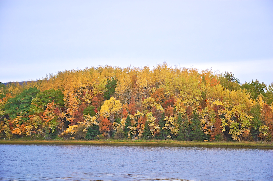 Close-up of Trees along the Mabou River