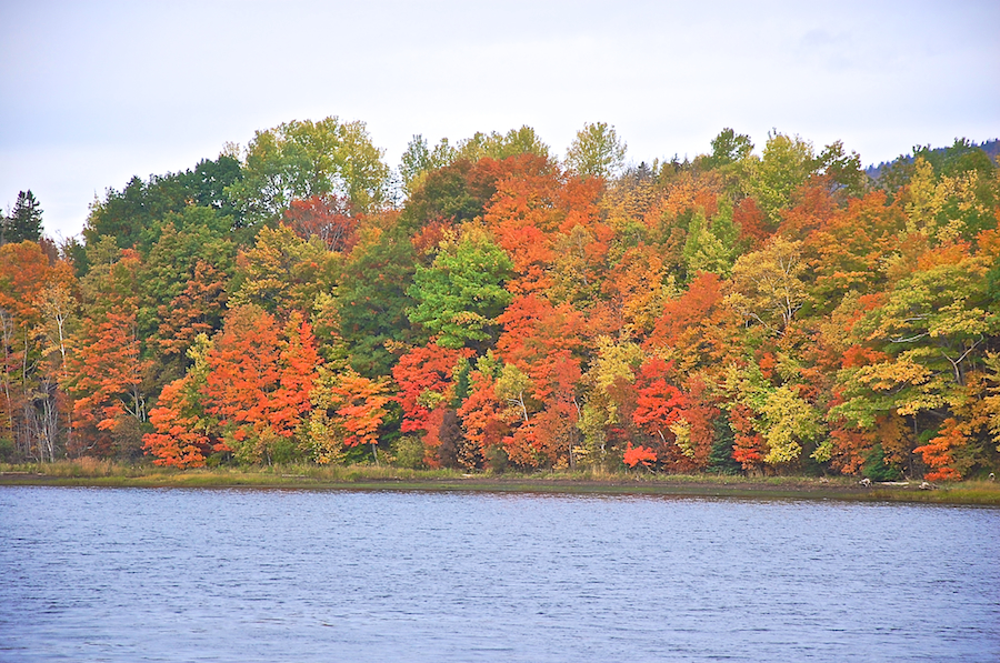 Close-up of Trees along the Mabou River