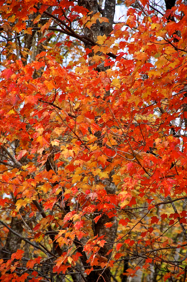 Red/Gold Tree along the Upper Glencoe Road