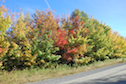 Changing Trees along the Upper Southwest Mabou Road