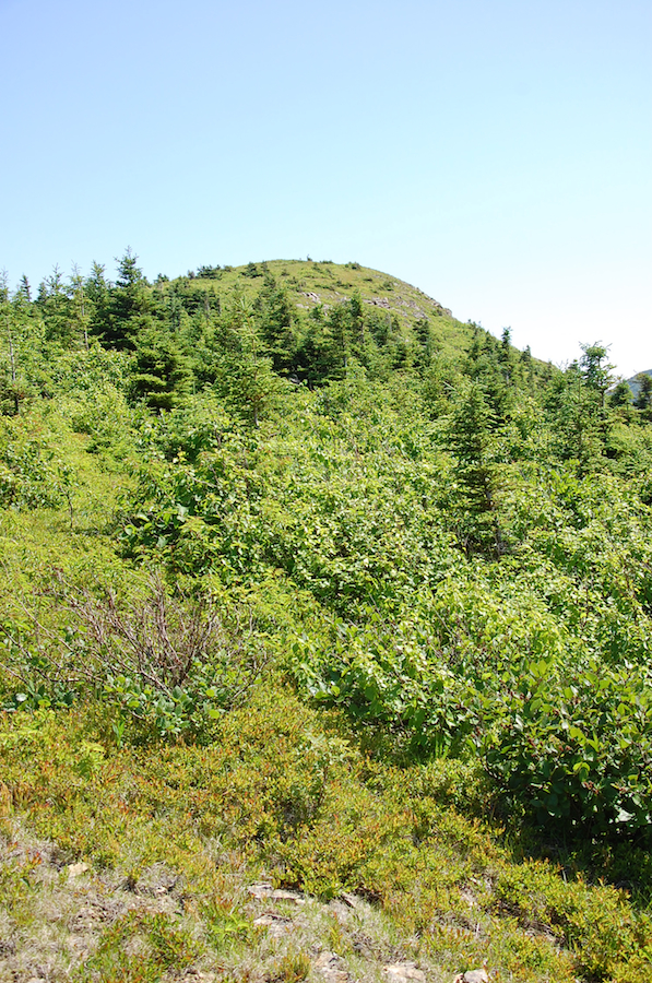 The summit of Meat Cove Mountain