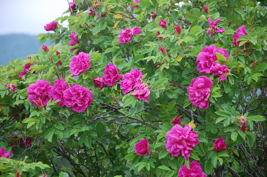 Rose bush in bloom in the Kinsman Park in Cap-le-Moine