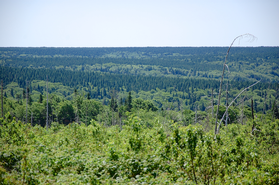 Trees on the Cape Breton Highlands Plateau