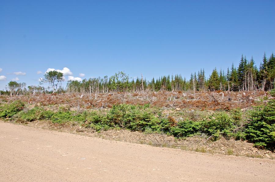 Harvested forest