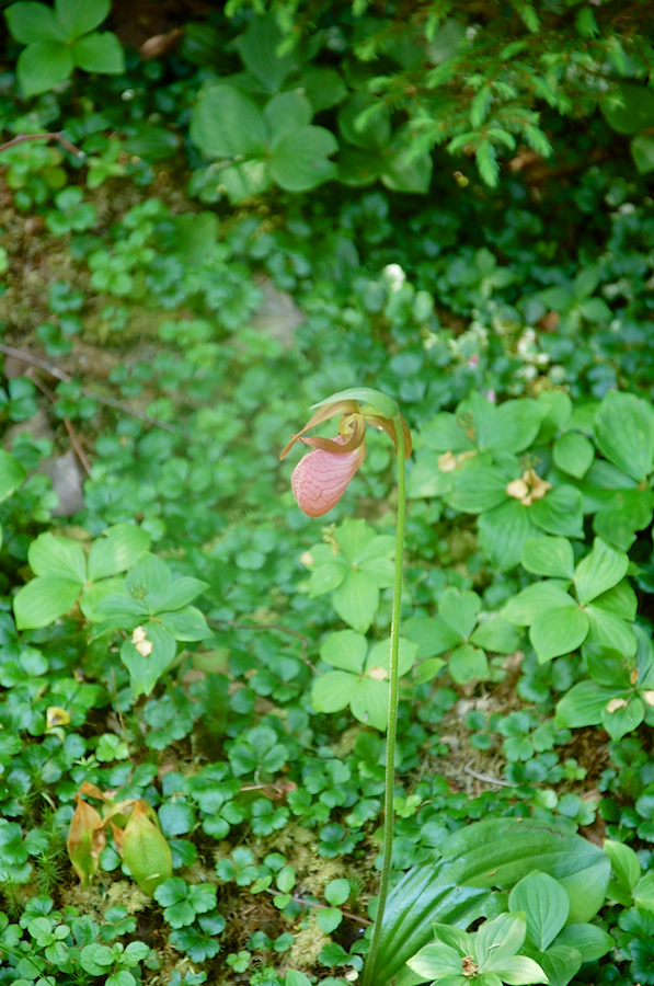 Pink lady slipper orchid