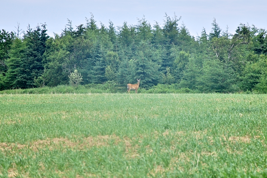 Doe on Rocky Ridge