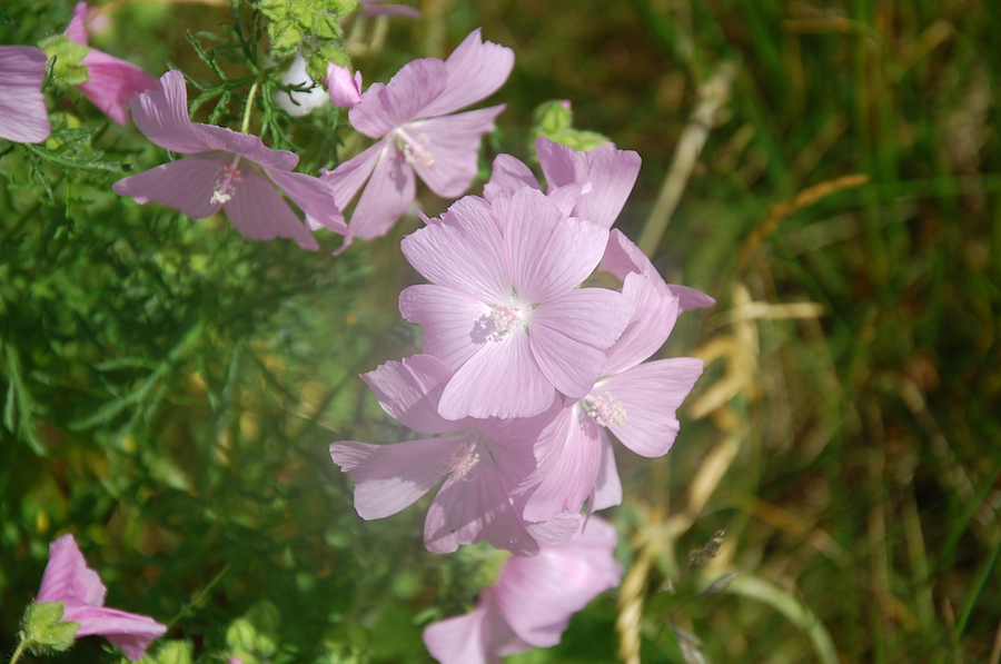 Pink musk mallow