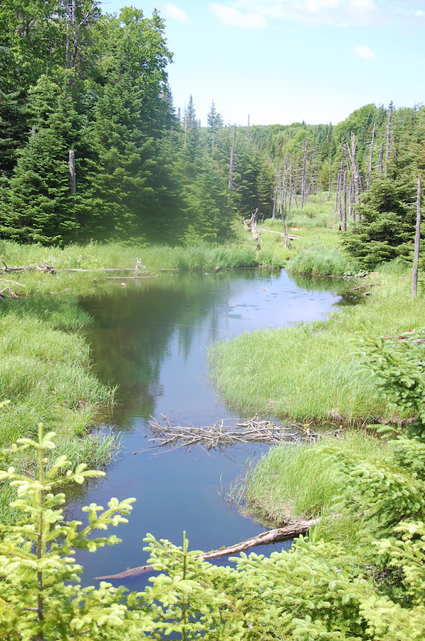 Pond and bog on the Trout Brook Road