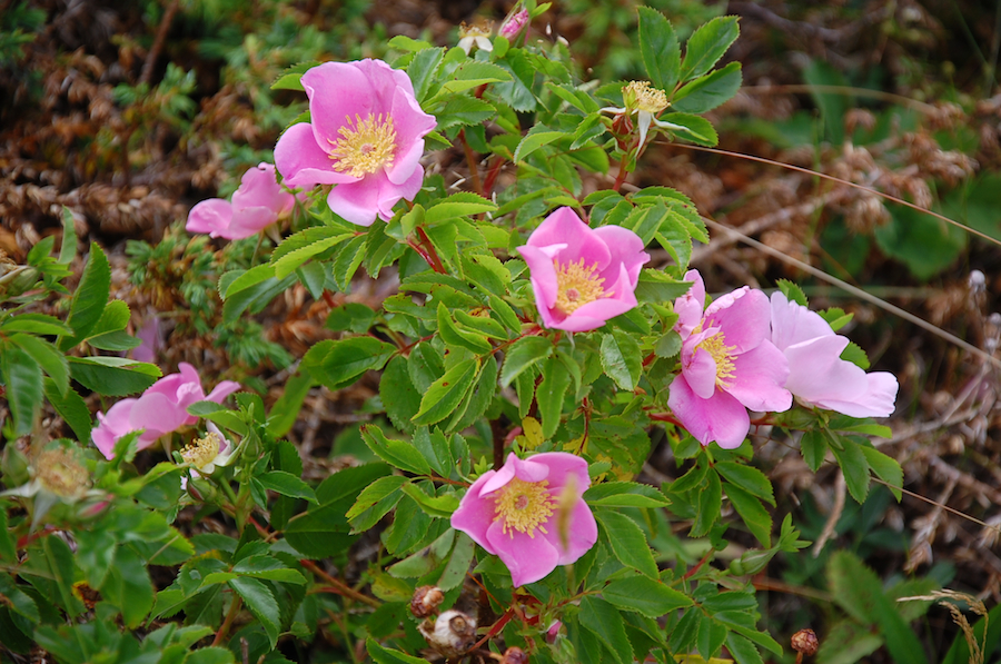 Wild rose