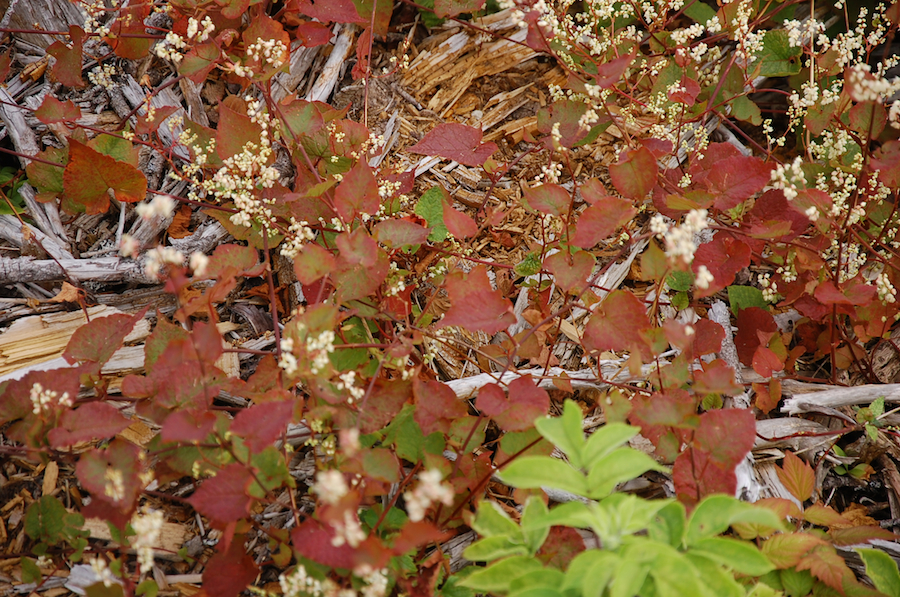 Foamflower