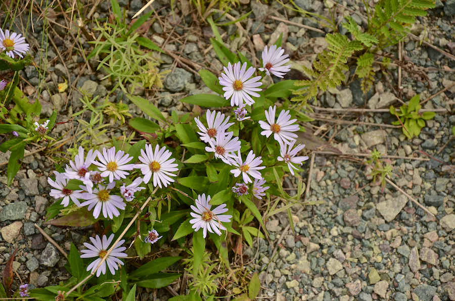 Blue aster