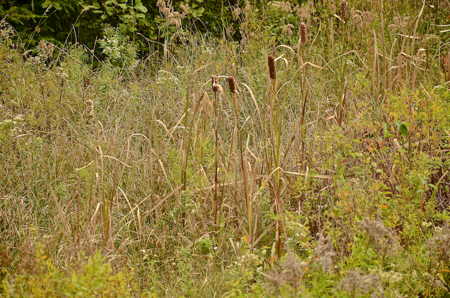 Cattails