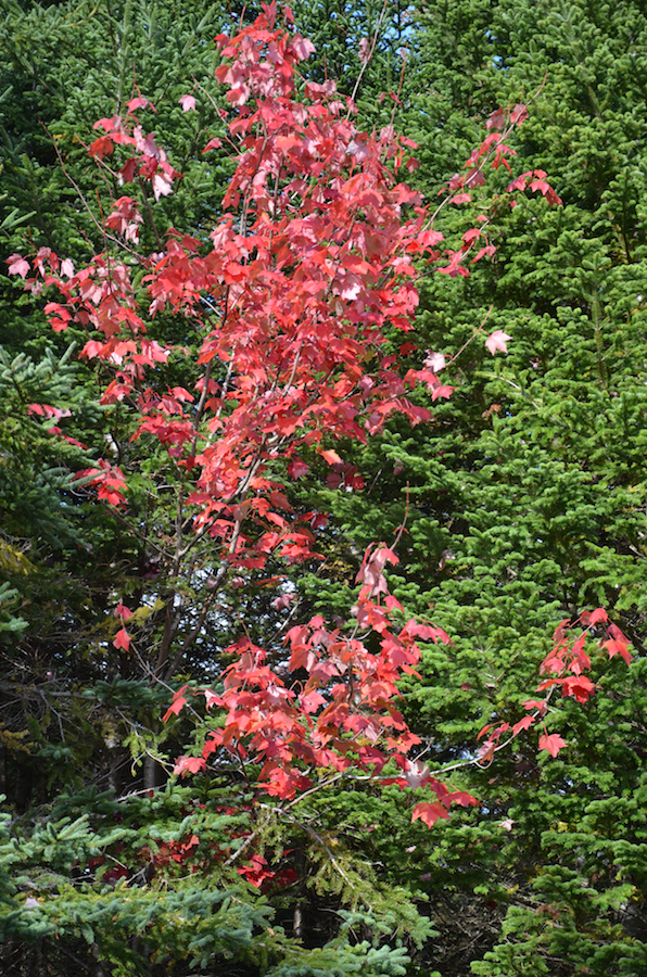 A red tree along Maple Brook Road