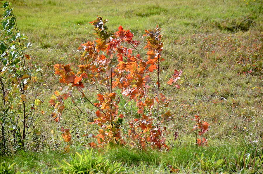 Red tree in the sun in Hillsdale