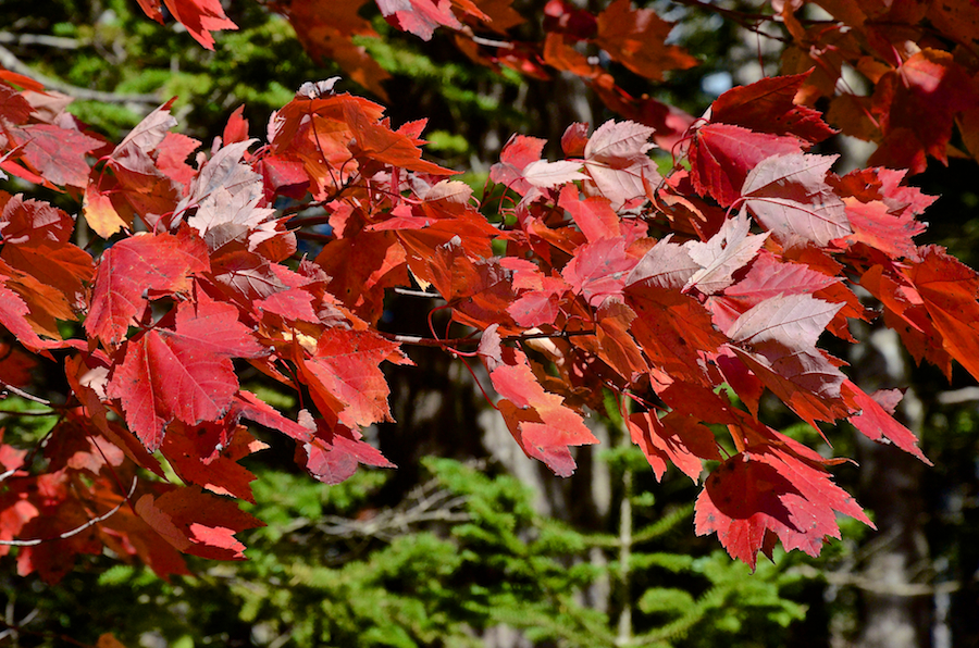 Red leaves along the Glencoe Road