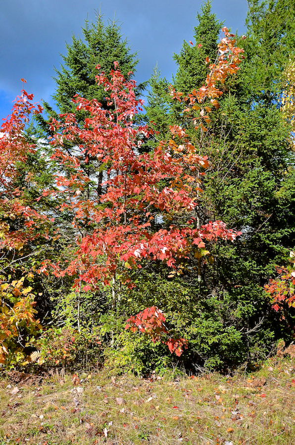 Red tree along the MacKinnon Road