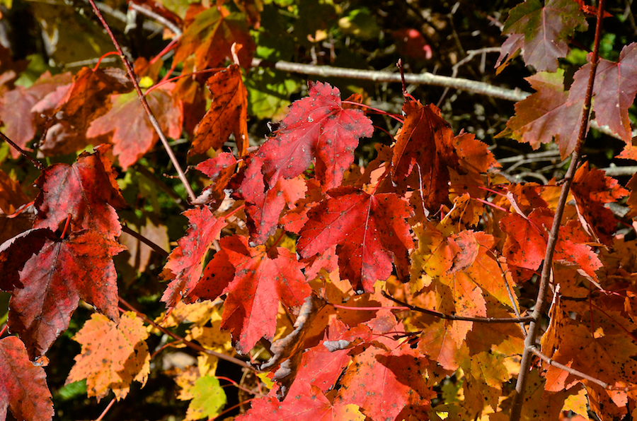Red leaves along the MacKinnon Road