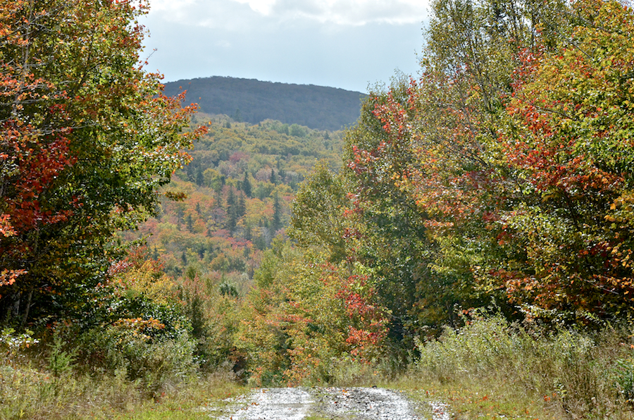 View from the MacKinnon Road