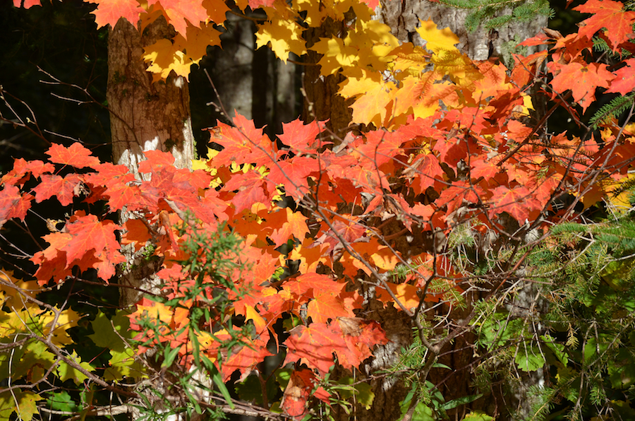 Red leaves along the Rosedale Road