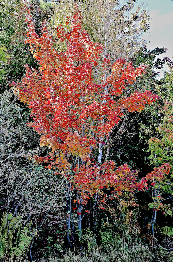 Red tree at Cassells Cove