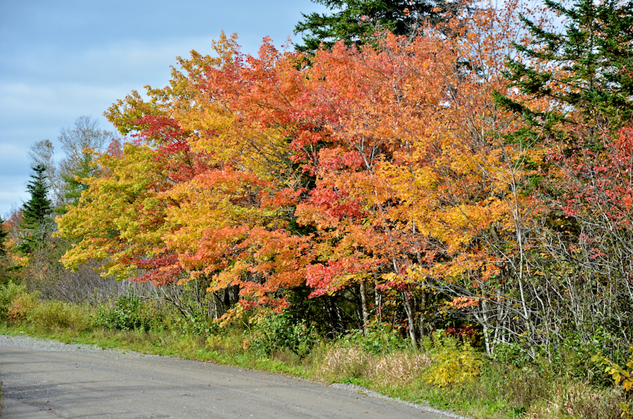 A stand of multi-coloured trees