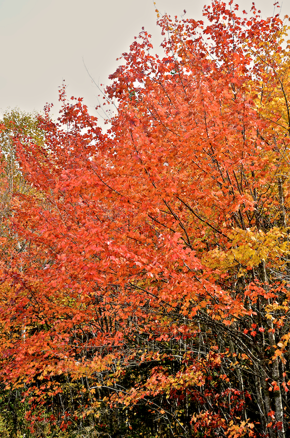 Red tree at the Catalone River Bridge