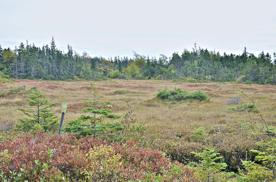 A field east of Big Lorraine