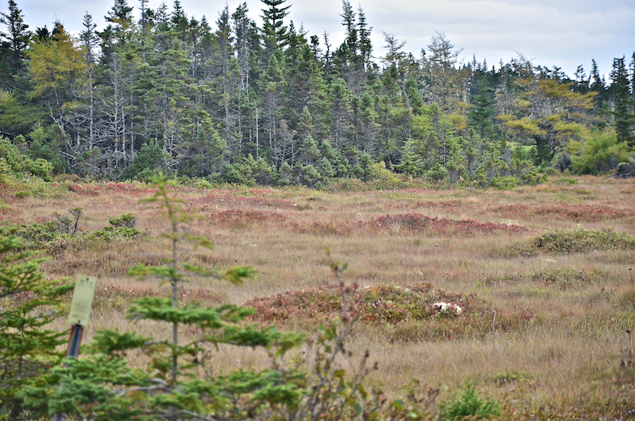 A field east of Big Lorraine