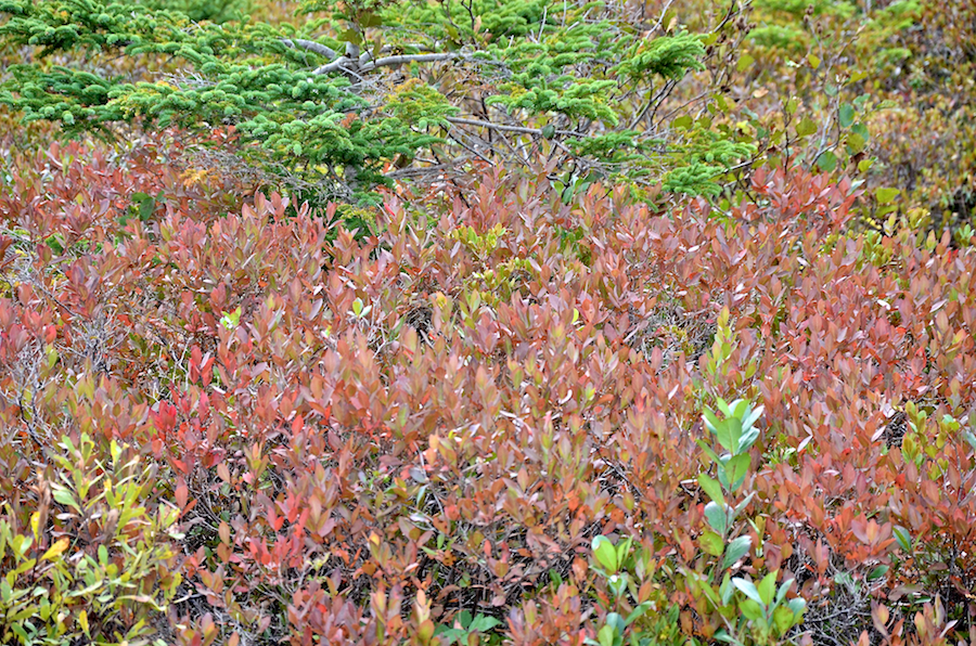 Close-up of the red-tinged bushes